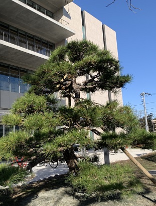 松の木のお引越しイメージ