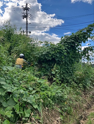 つる草の伐採のイメージ