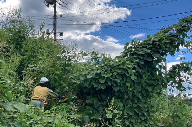 つる草の伐採のイメージ