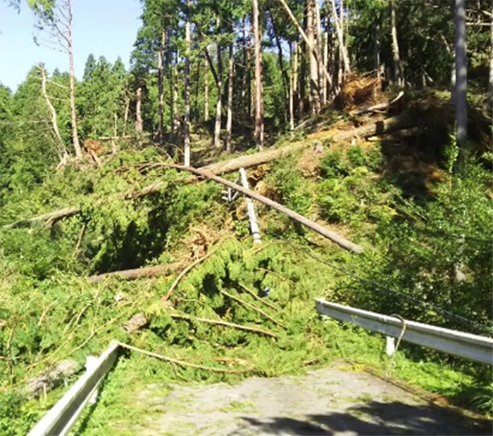 Example of fallen trees